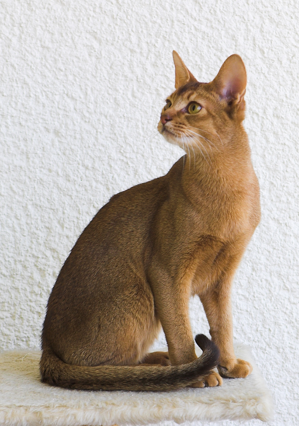 Abyssinian cat photo