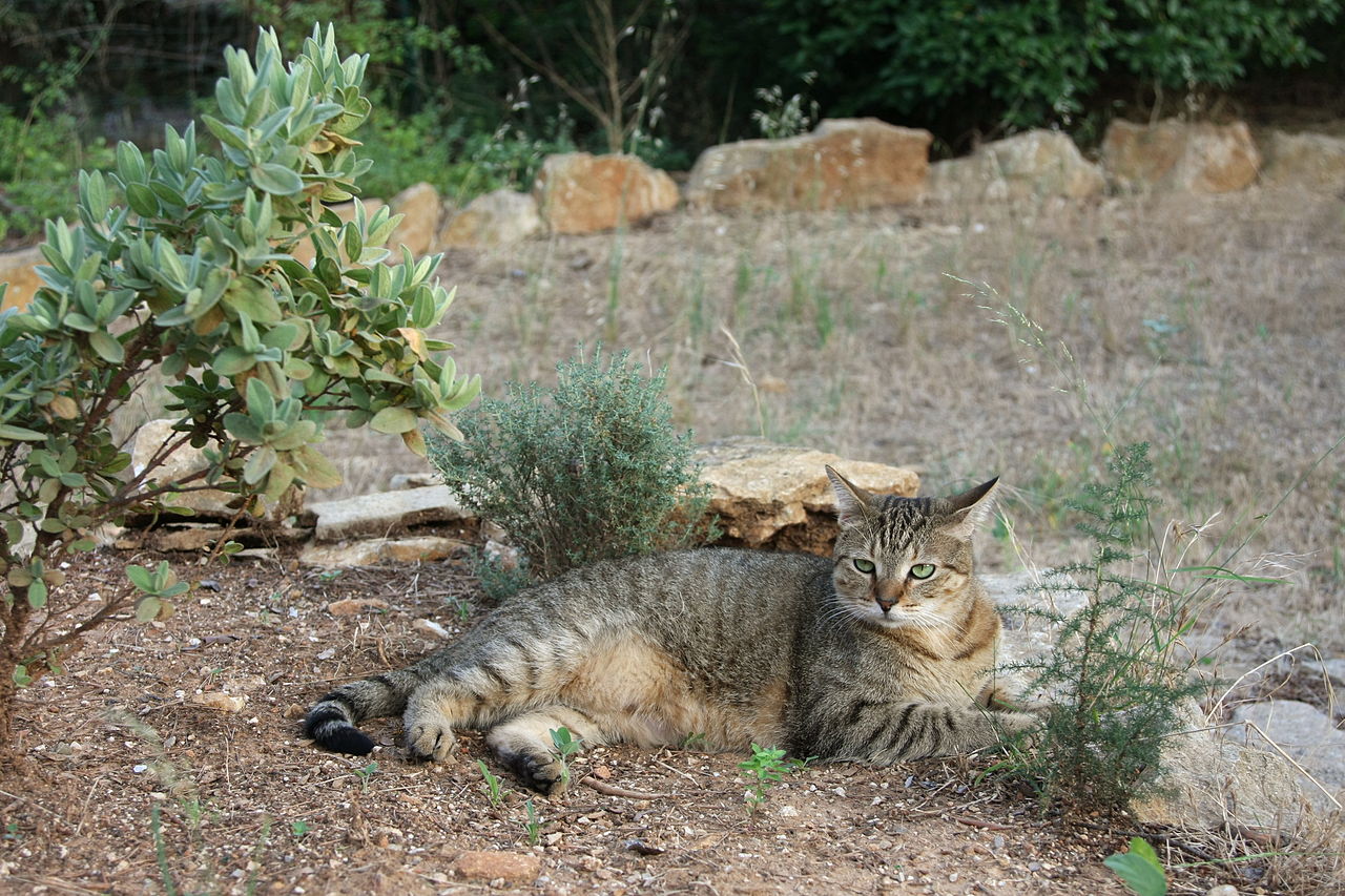 American Shorthair cat photo