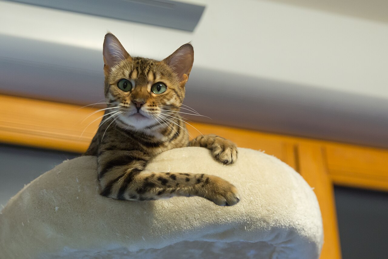 Bengal cat photo