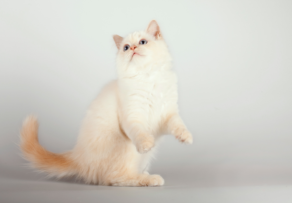 Birman cat photo
