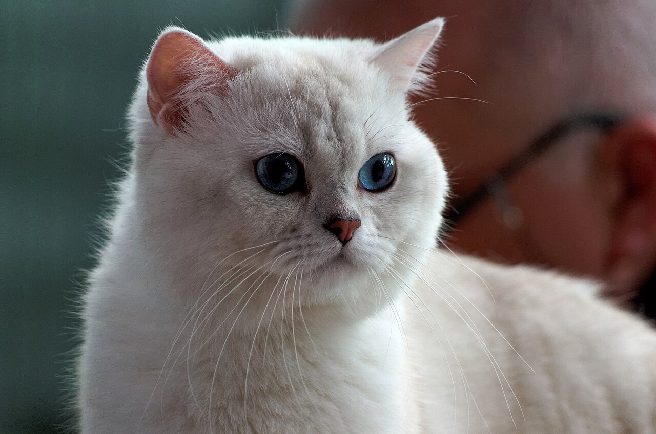 British Shorthair cat photo