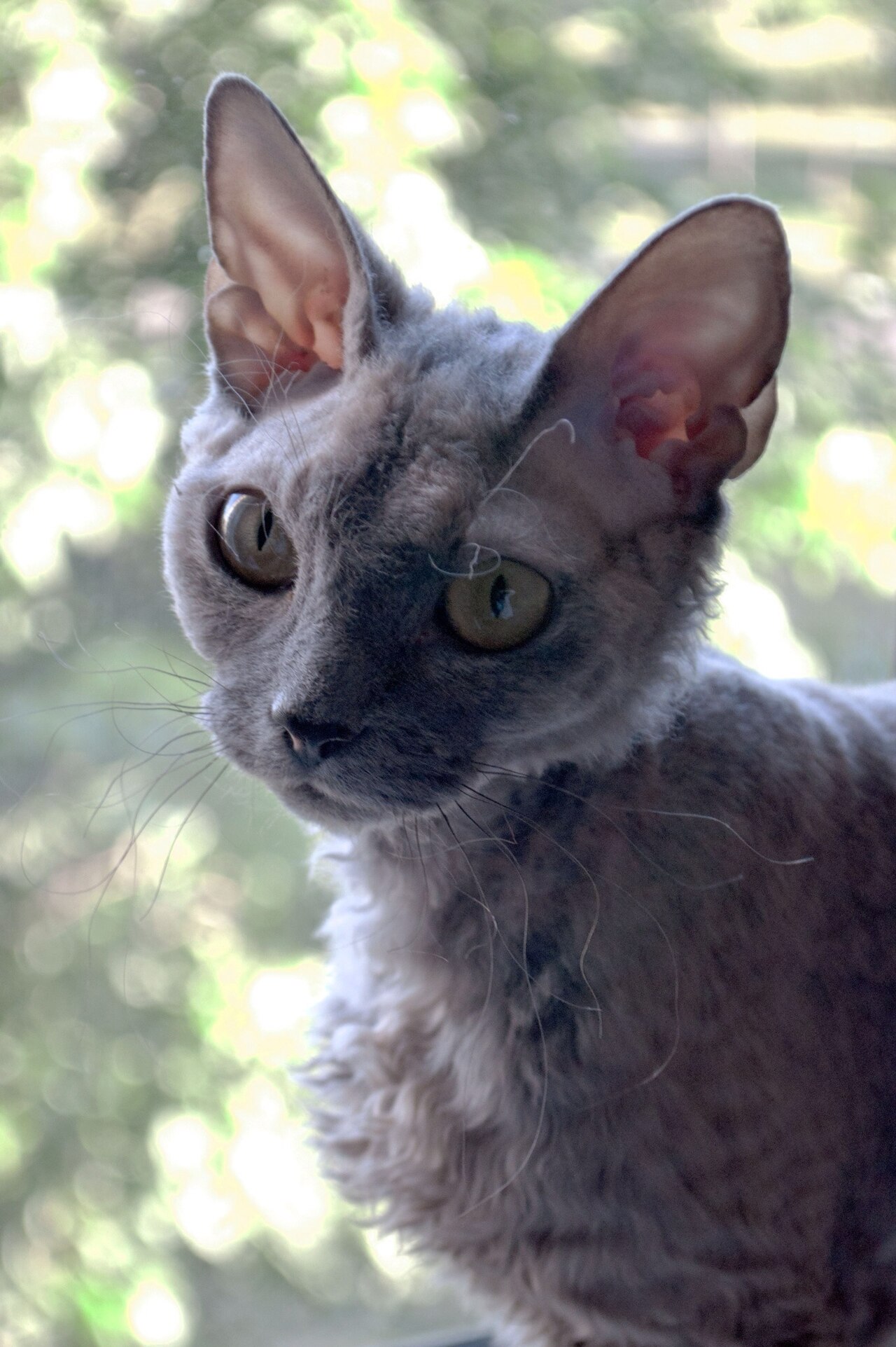 Devon Rex cat photo