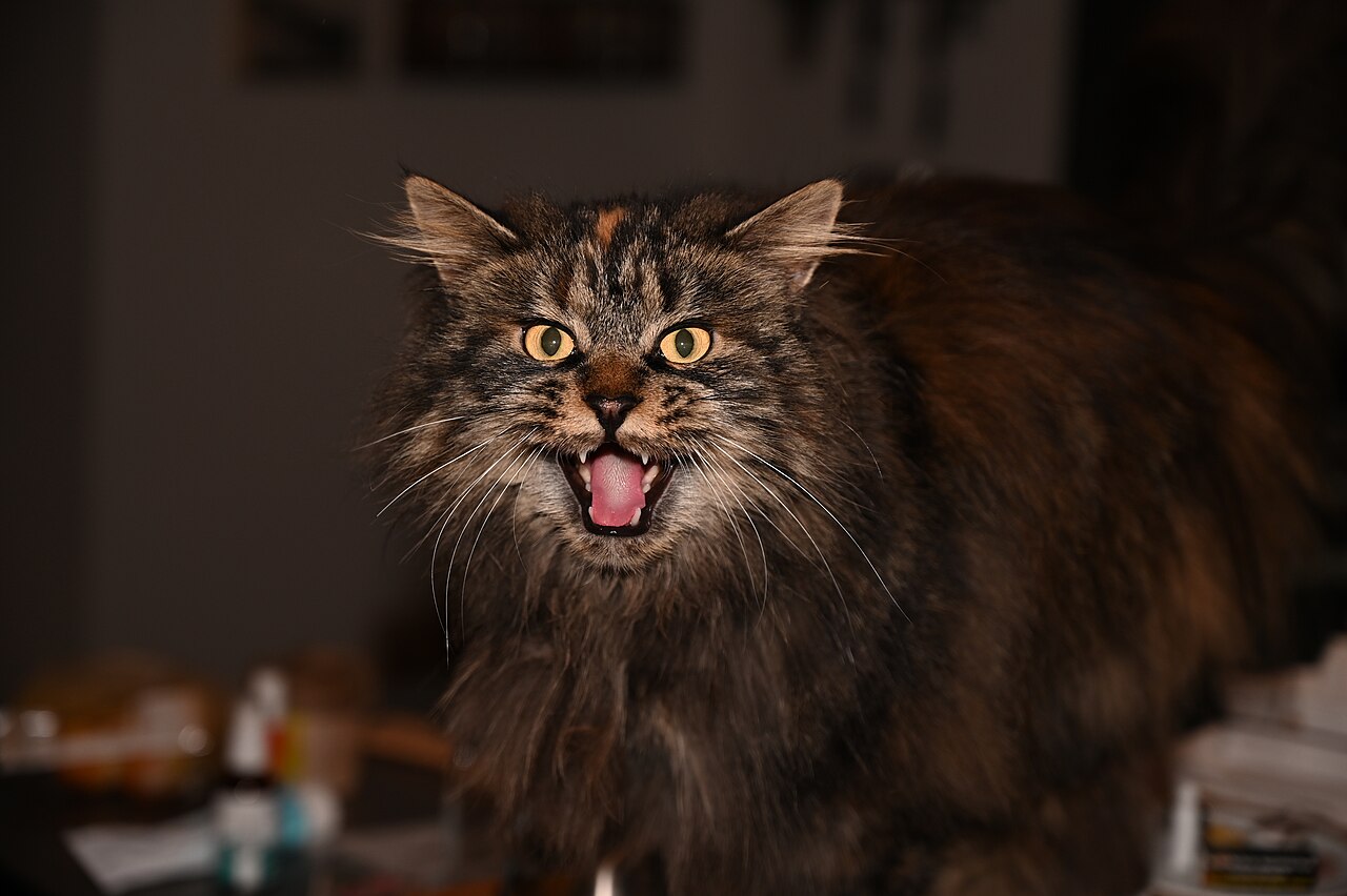 Maine Coon cat photo