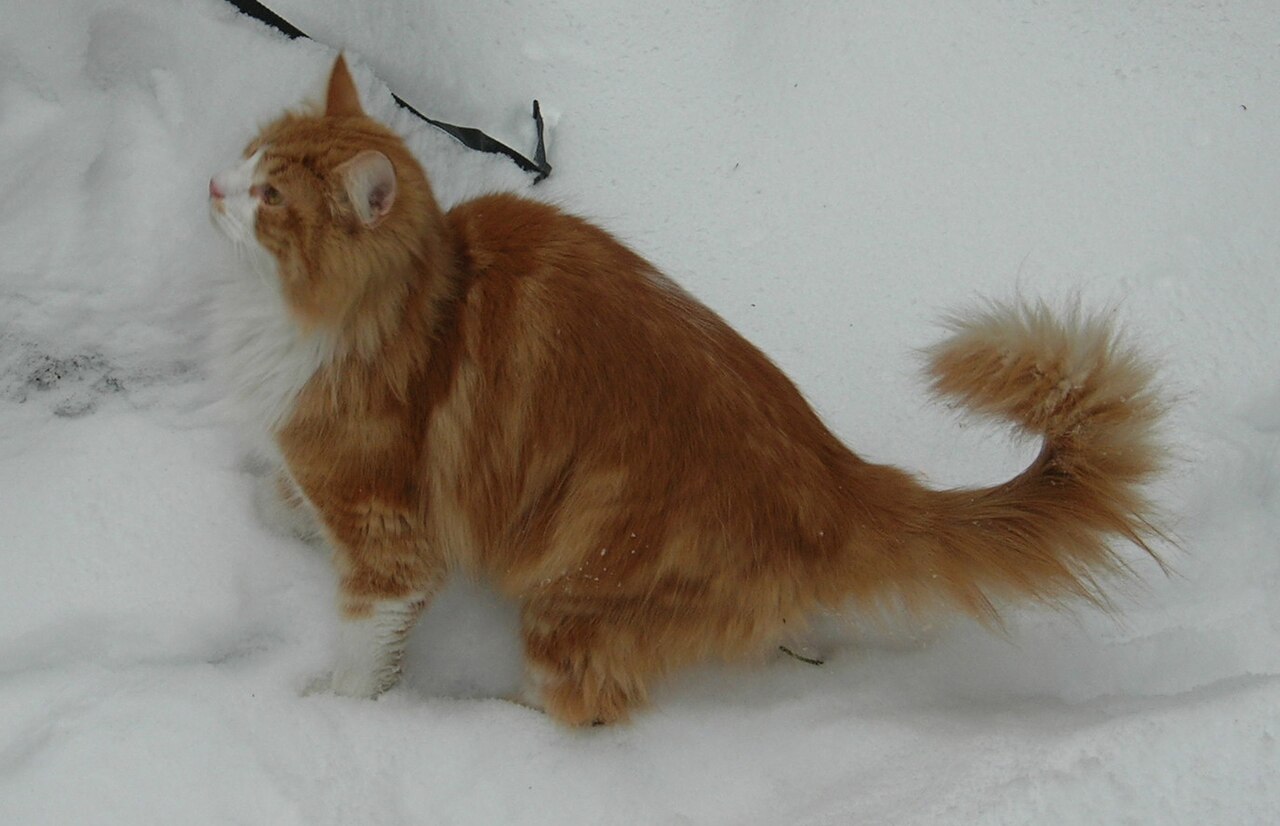 Norwegian Forest Cat photo