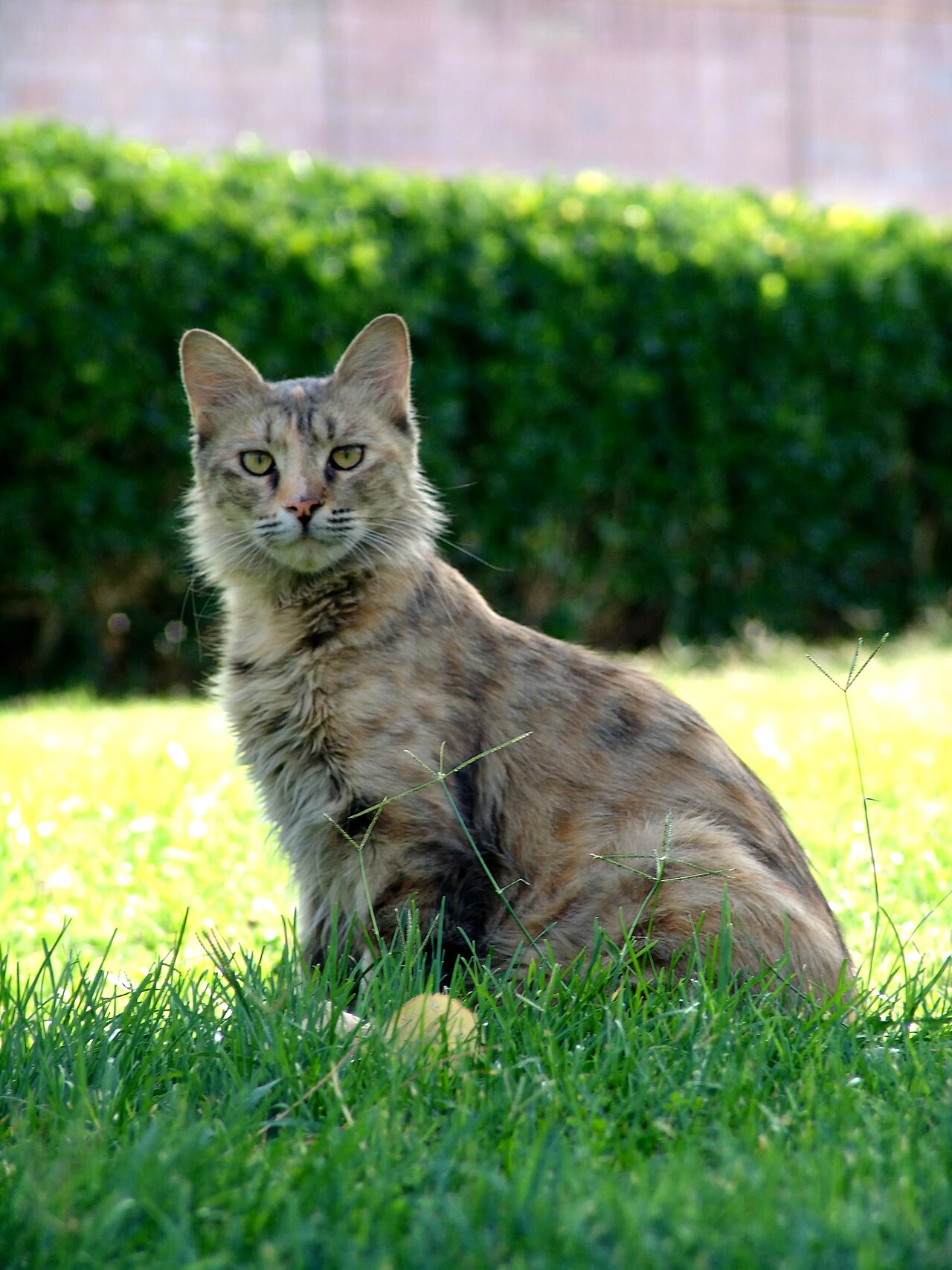 Persian cat photo