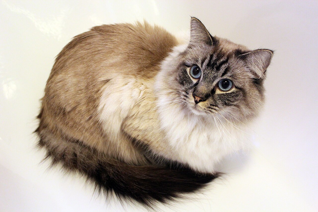 Ragdoll cat photo