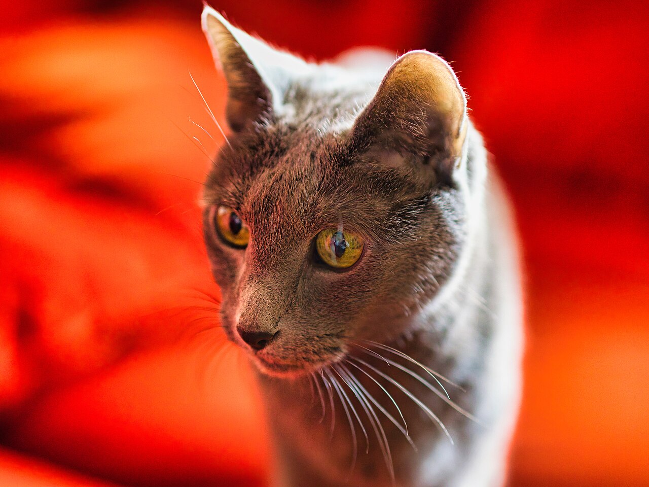 Russian Blue cat photo