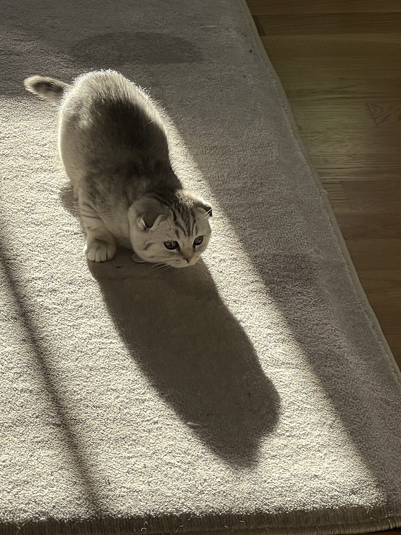 Scottish Fold cat photo
