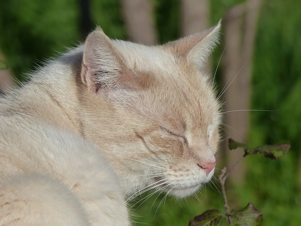 Siamese cat photo