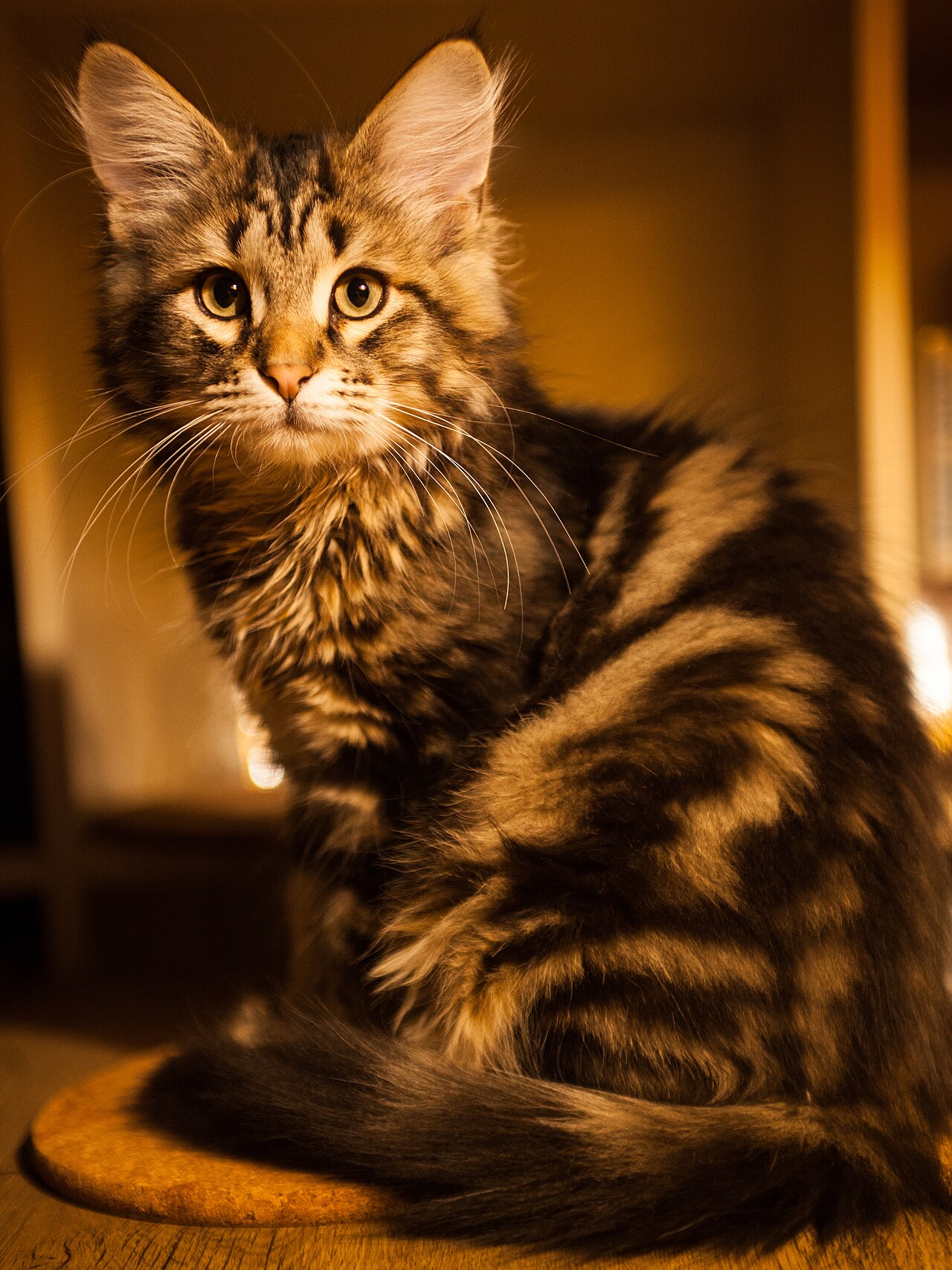 Siberian cat photo