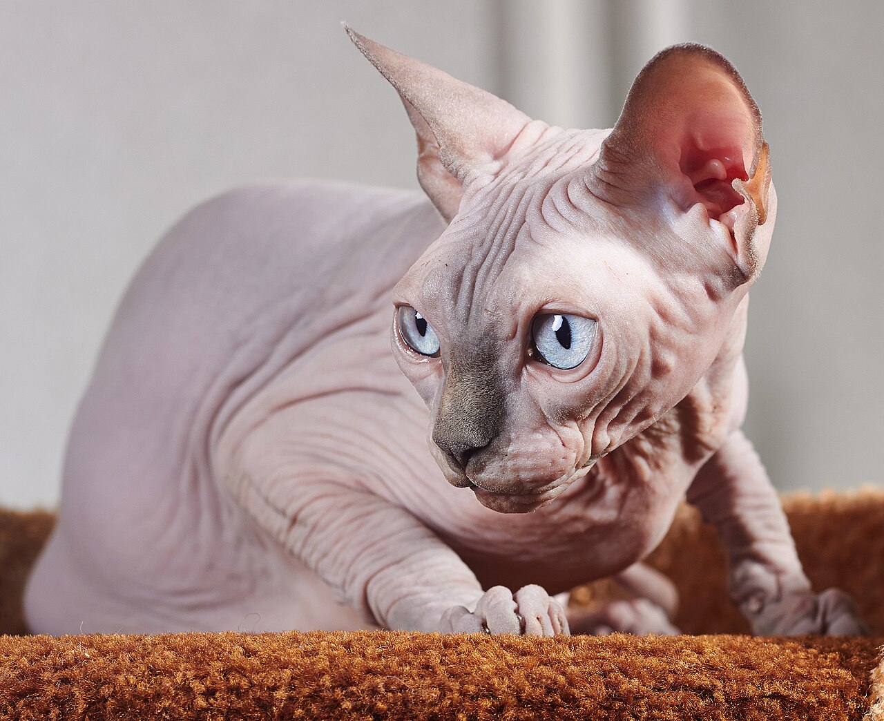 Sphynx cat photo